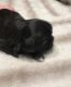 Shih Tzu Puppies for sale in Eden, NC 27288, USA. price: NA