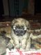 Shih Tzu Puppies for sale in Canton, OH, USA. price: $599