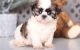 Shih Tzu Puppies for sale in Birmingham, AL 35238, USA. price: NA