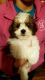 Shih Tzu Puppies for sale in Hillsdale, MI, USA. price: NA