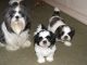 Shih Tzu Puppies for sale in Abbeville, SC 29620, USA. price: NA