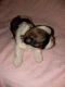 Shih Tzu Puppies for sale in Toccoa, GA 30577, USA. price: $800