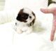Shih Tzu Puppies for sale in MIDDLE CITY WEST, PA 19103, USA. price: NA
