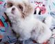 Shih Tzu Puppies for sale in Chelsea, MI 48118, USA. price: $700