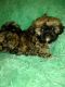 Shih Tzu Puppies for sale in Winburne, PA, USA. price: NA