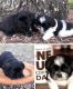 Shih Tzu Puppies for sale in Crystal River, FL, USA. price: NA