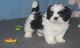 Shih Tzu Puppies for sale in Hartford, CT 06104, USA. price: NA