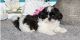 Shih Tzu Puppies for sale in Columbus, OH, USA. price: $500