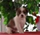 Shih Tzu Puppies for sale in IL-53, Itasca, IL, USA. price: NA