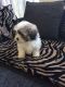 Shih Tzu Puppies for sale in Visalia, CA, USA. price: $500
