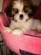 Shih Tzu Puppies for sale in Apple Creek, OH 44606, USA. price: $950