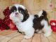 Shih Tzu Puppies for sale in Hammond, IN, USA. price: NA