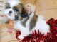 Shih Tzu Puppies for sale in Hammond, IN, USA. price: $1,200