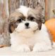 Shih Tzu Puppies for sale in Cleveland, OH, USA. price: NA