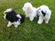 Shih Tzu Puppies for sale in Fremont, NE 68025, USA. price: NA