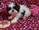 Shih Tzu Puppies for sale in Whiteford, MD, USA. price: NA