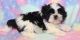 Shih Tzu Puppies for sale in Arlington, VA, USA. price: NA