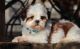 Shih Tzu Puppies for sale in Irving, TX, USA. price: NA