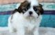 Shih Tzu Puppies for sale in Springfield, IL 62736, USA. price: NA