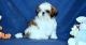 Shih Tzu Puppies for sale in Phoenix, AZ 85069, USA. price: NA