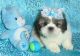 Shih Tzu Puppies for sale in Lawrenceville, GA, USA. price: $500