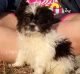 Shih Tzu Puppies for sale in Elkland, MO 65644, USA. price: NA