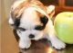Shih Tzu Puppies for sale in Raleigh, NC 27668, USA. price: NA