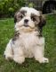 Shih Tzu Puppies for sale in Austin, TX, USA. price: $445