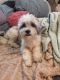 Shih Tzu Puppies for sale in Downey, CA, USA. price: NA