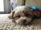 Shih Tzu Puppies for sale in Miamisburg, OH, USA. price: $800