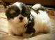 Shih Tzu Puppies for sale in Hartford, CT 06156, USA. price: NA