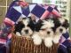 Shih Tzu Puppies for sale in Providence, RI, USA. price: $200