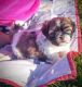 Shih Tzu Puppies for sale in Raleigh, NC 27676, USA. price: NA