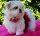 Shih Tzu Puppies for sale in Tallahassee, FL, USA. price: NA