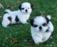 Shih Tzu Puppies for sale in Providence, RI, USA. price: $100