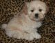 Shih Tzu Puppies for sale in Phoenix, AZ 85078, USA. price: $500