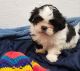 Shih Tzu Puppies for sale in Lincoln, NE, USA. price: NA