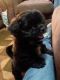 Shih Tzu Puppies for sale in Dundas, IL 62425, USA. price: NA