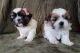 Shih Tzu Puppies for sale in 40 S Arlington Heights Rd, Arlington Heights, IL 60005, USA. price: NA