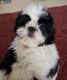 Shih Tzu Puppies for sale in Torrance, CA, USA. price: NA