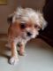 Shih Tzu Puppies for sale in Metairie, LA, USA. price: NA
