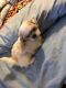 Shih Tzu Puppies for sale in Boles, AR 72926, USA. price: $600
