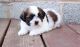 Shih Tzu Puppies for sale in Worcester, MA, USA. price: $500