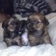Shih Tzu Puppies for sale in Lakeland, FL, USA. price: $800