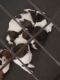 Shih Tzu Puppies for sale in Lake Charles, LA, USA. price: NA