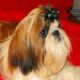 Shih Tzu Puppies for sale in NC-87, Sanford, NC, USA. price: $750
