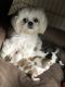 Shih Tzu Puppies for sale in Memphis, TN, USA. price: NA