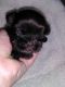 Shih Tzu Puppies for sale in Fischer, TX 78623, USA. price: NA