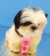 Shih Tzu Puppies for sale in Oxford, CT, USA. price: NA