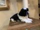 Shih Tzu Puppies for sale in Mt Airy, MD 21771, USA. price: NA